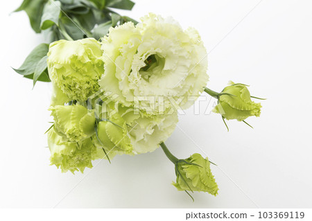 洋桔梗白色背景 103369119