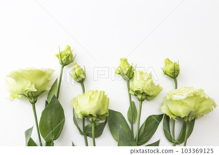 Eustoma white background 103369125