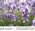lavender 103369150