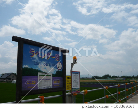 Lavender field station 103369165