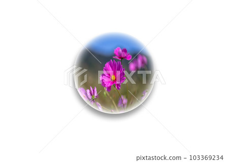 一個水晶球體，裡面裝著美麗的波斯菊。 103369234