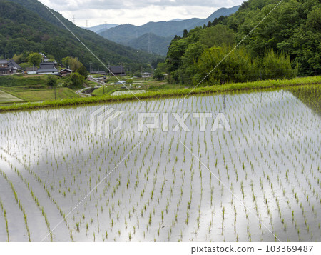 Terraced rice fields in the satoyama of Inagawa Town 103369487