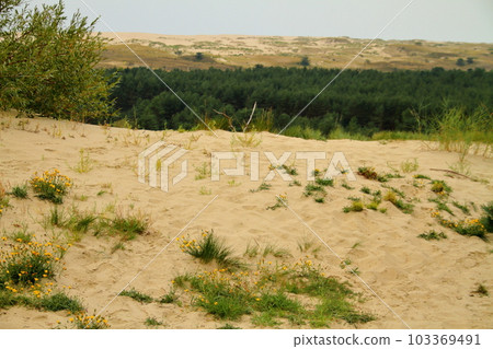 尼達市郊的沙丘,尼達市位於立陶宛庫爾斯沙洲的中心,面向波羅的海,是北歐三個波羅的海國家之一 尼達市郊的沙丘,尼達市位於立陶宛庫爾斯沙洲的中心,面向波羅的海,是北歐三個波羅的海國家之一 103369491