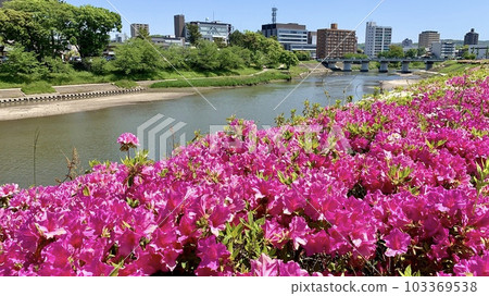 Oto River where azaleas are in full bloom <Akedaibashi Park/Okazaki City, Aichi Prefecture> Oto River where azaleas are in full bloom <Akedaibashi Park/Okazaki City, Aichi Prefecture> 103369538