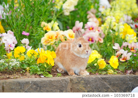 cute netherland dwarf 103369718
