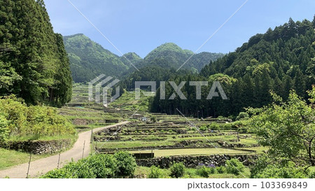 Terraced rice fields after rice planting and fresh greenery in the forest [Yotsuya Senmaida / Shinshiro City, Aichi Prefecture] 103369849