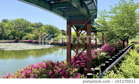 Azaleas in full bloom add color to Nishi Mitagani Pond <South Park/Okazaki City, Aichi Prefecture> 103370031
