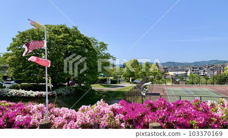 Blue sky, full bloom azaleas and mini carp streamers <South Park/Okazaki City, Aichi Prefecture> 103370169