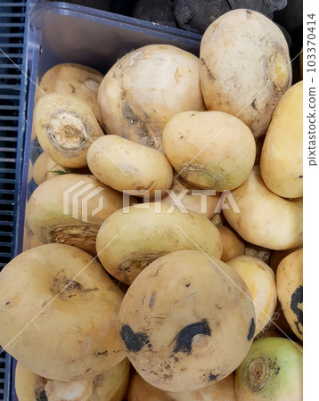 Close-up of white organic turnips on the counter in the vegetable market, sale of organic farm vegetables, vertical photo 103370414