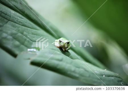 Tree frog resting on a leaf 103370636