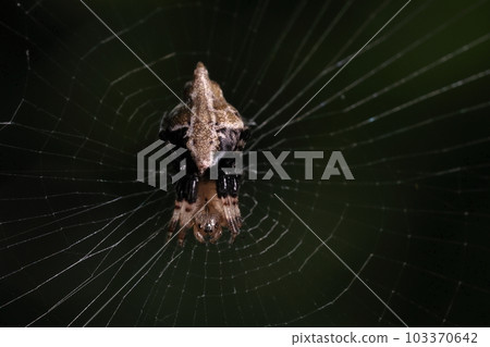 Creatures: Spiders: Minami-no-shimasu spiders, warm climate spiders. It's a female, it's a lozenge-shaped belly with a pointed butt 103370642