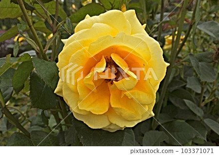 Yellow rose 103371071