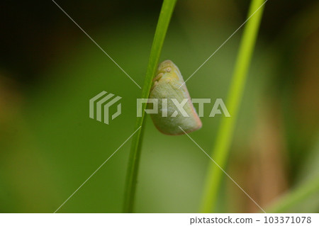 Insect Insect 103371078