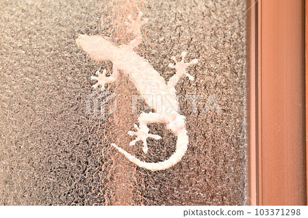 A white gecko crawling on the window glass every night A white gecko crawling on the window glass every night 103371298