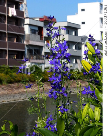 Blue flowers of the Enokuchi river bank Blue flowers of the Enokuchi river bank 103371362