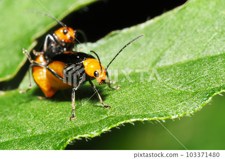 Crow beetle during mating Crow beetle during mating 103371480