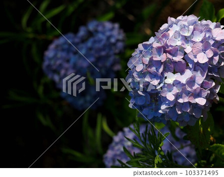 Blue hydrangeas bathed in sunlight (Kagamigawagishi '23) Blue hydrangeas bathed in sunlight (Kagamigawagishi '23) 103371495