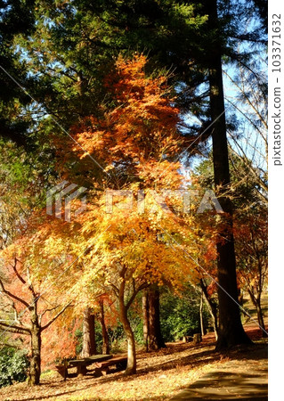 Autumn Leaves Park [Tsukui, Sagamihara City, December] 103371632