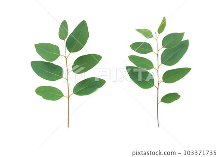Set of branch and leaves eucalyptus on white background 103371735