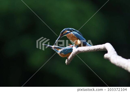 Copulation of kingfishers Copulation of kingfishers 103372104