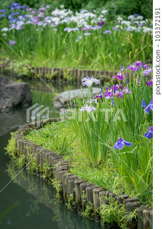 The iris of Kiyosumi garden 103372191