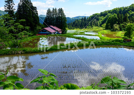 春天：日本秋田縣插秧後的原生態水稻梯田 103372193