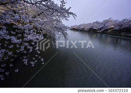 Hirosaki Castle illuminated with beautiful cherry blossoms in full bloom 103372310
