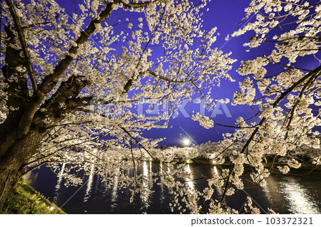 Hirosaki Castle illuminated with beautiful cherry blossoms in full bloom 103372321