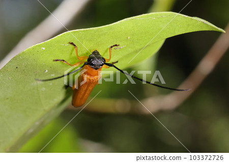 Creatures, Insects, Ishigaki apple longhorn beetle, apple longhorn beetle that varies by region. This one lives in Ishigaki Island and Iriomote 103372726