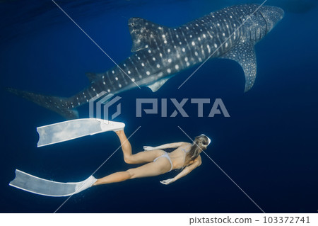 Young woman swimming with Whale shark in blue ocean. Silhouette of giant shark underwater and beautiful lady Young woman swimming with Whale shark in blue ocean. Silhouette of giant shark underwater and beautiful lady 103372741