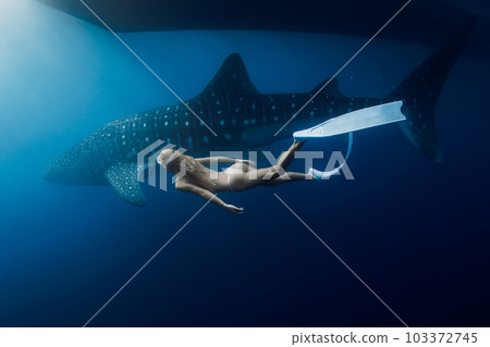 Underwater view of female snorkeler swimming with big whale shark Underwater view of female snorkeler swimming with big whale shark 103372745