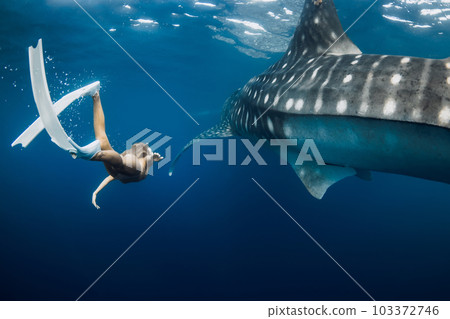 Young woman swimming with Whale shark in deep blue ocean. Silhouette of giant shark underwater and beautiful lady 103372746
