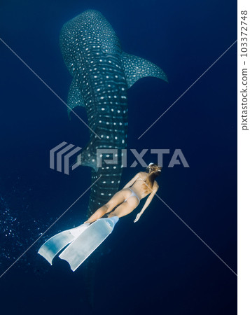 Young woman swim with Whale shark in deep blue ocean. Silhouette of giant shark swimming underwater and beautiful lady 103372748