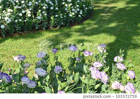 beautiful white and purple rose in the garden, natural background beautiful white and purple rose in the garden, natural background 103372759