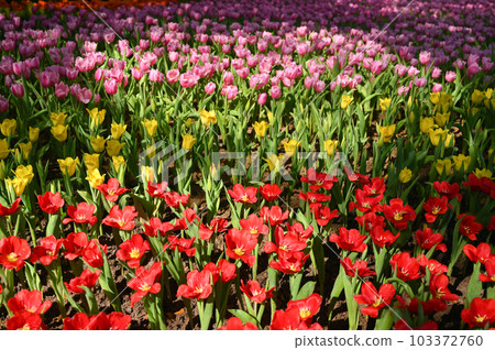beautiful colourful tulip in the garden, natural background beautiful colourful tulip in the garden, natural background 103372760