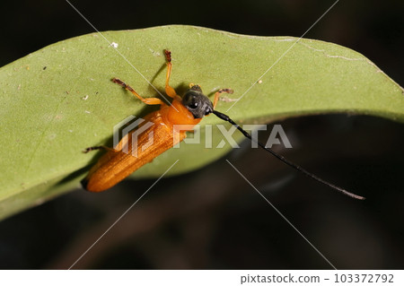 Creatures, insects, apple beetles, bright orange except for the head and buttocks. On a forest road in Ishigaki Island in May 103372792