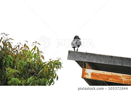 Large-billed crow looking around from the top of the shed 103372844