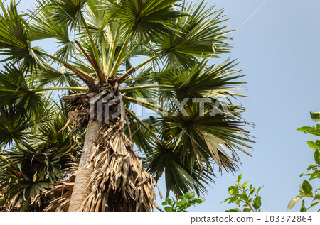 Palmyra fruit palms Palmyra fruit palms 103372864