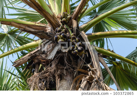Palmyra fruit palms Palmyra fruit palms 103372865