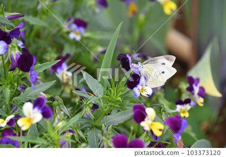 白菜蝴蝶在中提琴花園裡吸食花蜜 103373120