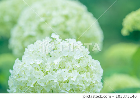 Hydrangea after rain 103373146