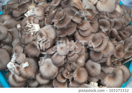 Texture or background of Fresh grey oyster mushroom, fresh raw oyster mushroom for cooking food. Texture or background of Fresh grey oyster mushroom, fresh raw oyster mushroom for cooking food. 103373332