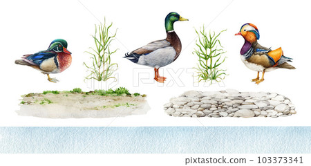 Various ducks with nature elements and ground set. Vintage style watercolor illustration. Hand painted mallard, mandarin, wood duck, green grass, ground and water background Various ducks with nature elements and ground set. Vintage style watercolor illustration. Hand painted mallard, mandarin, wood duck, green grass, ground and water background 103373341