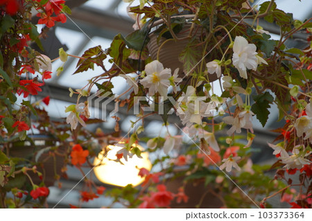 Garden of Nabana no Sato 103373364