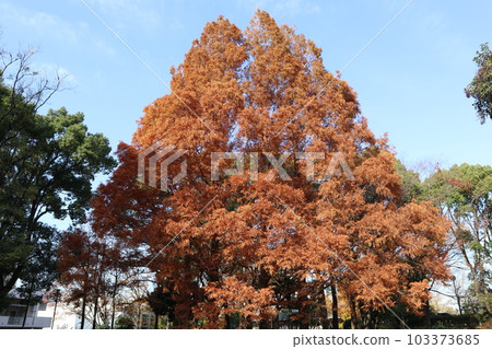 平和之森公園秋葉 平和之森公園秋葉 103373685