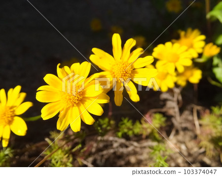 Darberg Daisy Darberg Daisy 103374047