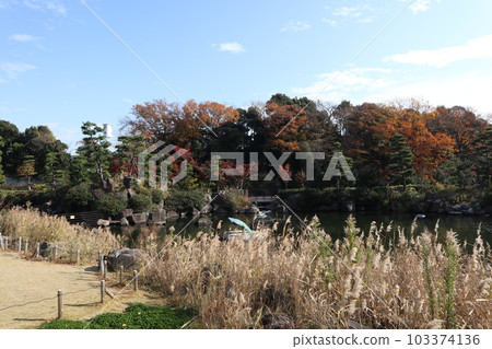 Shinagawa Kumin Park Autumn leaves Shinagawa Kumin Park Autumn leaves 103374136