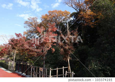 Shinagawa Kumin Park Autumn leaves Shinagawa Kumin Park Autumn leaves 103374193