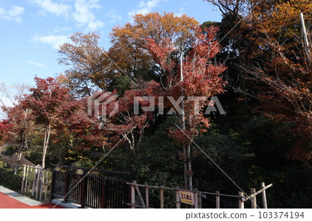Shinagawa Kumin Park Autumn leaves Shinagawa Kumin Park Autumn leaves 103374194