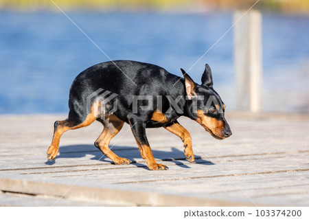 Frightened black dog walks on a wooden deck against the background of blue water.  103374200